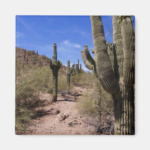Woestijncactus in Arizona Magneet