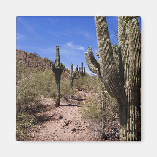Woestijncactus in Arizona Magneet (Voorkant)
