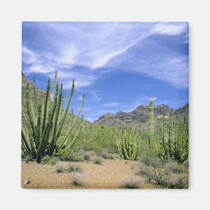 Woestijncactus in Organ Pipe National Monument, Magneet