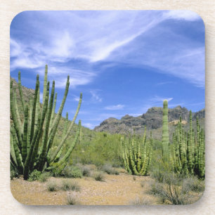 Woestijncactus in Organ Pipe National Monument, Onderzetter