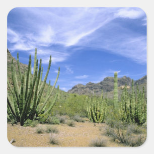 Woestijncactus in Organ Pipe National Monument, Vierkante Sticker