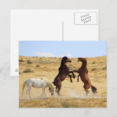 Woestijndans Briefkaart (Voorkant / Achterkant)