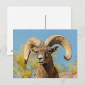 Woestijndikschaapram Briefkaart (Voorkant / Achterkant)