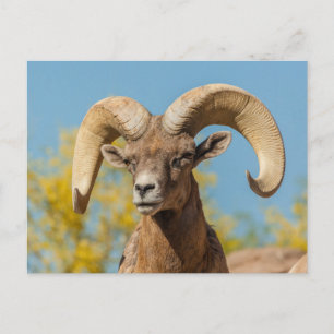 Woestijndikschaapram Briefkaart