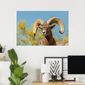 Woestijndikschaapram Poster (Thuiskantoor)