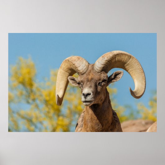 Woestijndikschaapram Poster (Voorkant)