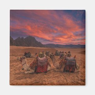 woestijnen   Camels Sinai Mountains Egypt Magneet