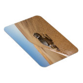 woestijnen | Namaqua Chameleon in woestijn Magneet (Rechterzijde)