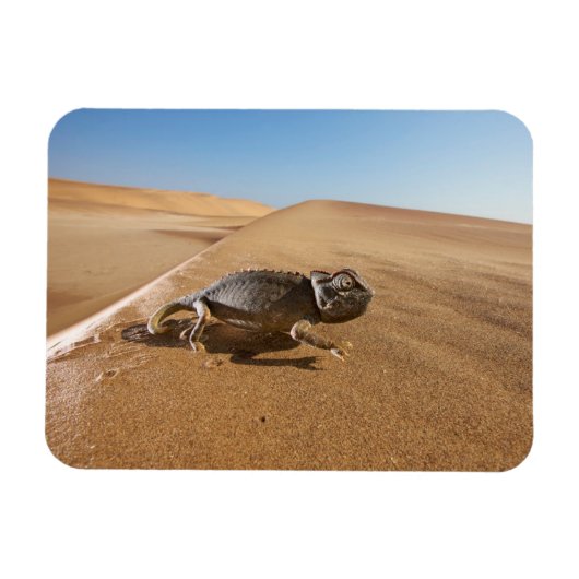 woestijnen | Namaqua Chameleon in woestijn Magneet (Horizontaal)