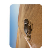woestijnen | Namaqua Chameleon in woestijn Magneet (Verticaal)
