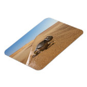 woestijnen | Namaqua Chameleon in woestijn Magneet (Linkerzijde)