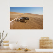 woestijnen | Namaqua Chameleon in woestijn Poster (Keuken)