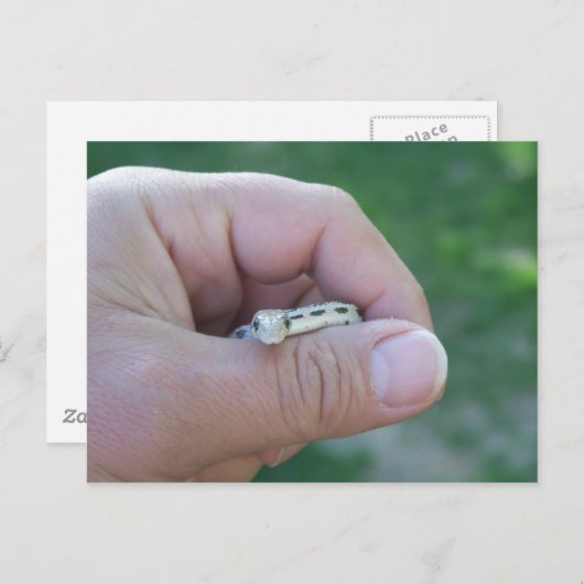 woestijngopher slang briefkaart (Voorkant / Achterkant)