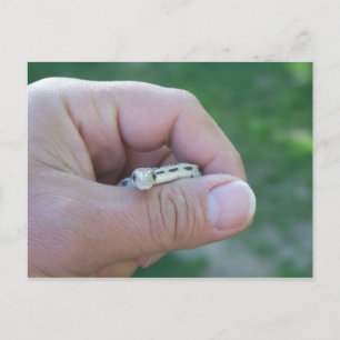 woestijngopher slang briefkaart