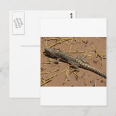 woestijnhagedis briefkaart (Voorkant / Achterkant)