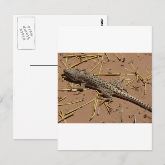 woestijnhagedis briefkaart (Voorkant / Achterkant)