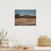 Woestijnkamelen grazen in de Australische outback Poster (Keuken)