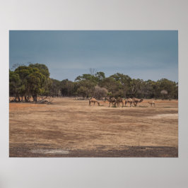Woestijnkamelen grazen in de Australische outback Poster