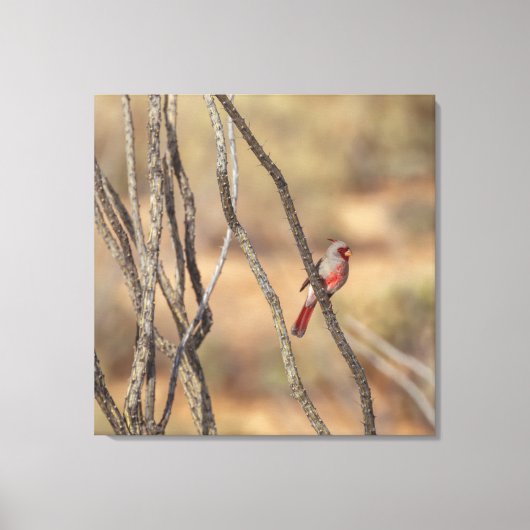woestijnkardinaal canvas afdruk (Voorkant)