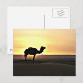Woestijnlandschap met kameel briefkaart (Voorkant / Achterkant)