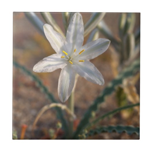 Woestijnlelie-wildbloemen Tegeltje (Voorkant)