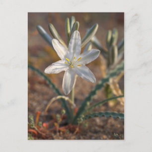 Woestijnlelie-wildflowers Briefkaart