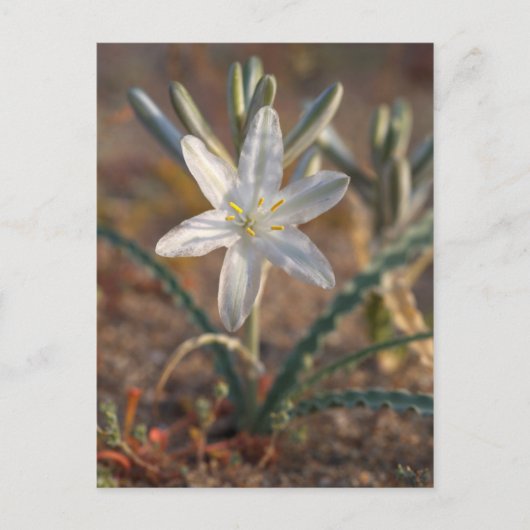 Woestijnlelie-wildflowers Briefkaart (Voorkant)