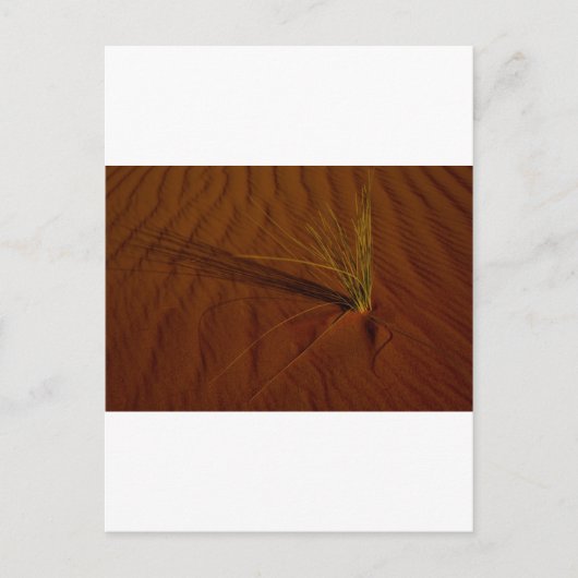 Woestijnleven Briefkaart (Voorkant)
