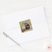 Woestijnlicht – Tasmaanse Duivel Vierkante Sticker (Envelop)