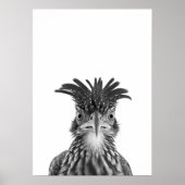 Woestijnloopvogel Vogel Portret Poster (Voorkant)