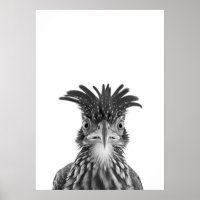Woestijnloopvogel Vogel Portret