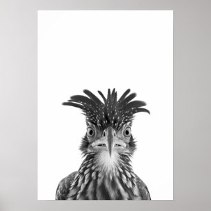 Woestijnloopvogel Vogel Portret Poster
