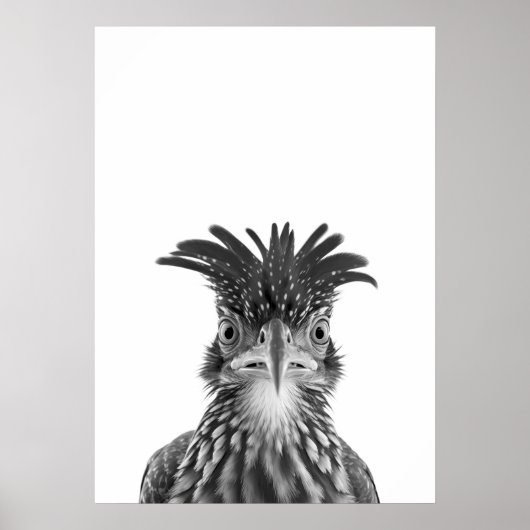 Woestijnloopvogel Vogel Portret Poster (Voorkant)