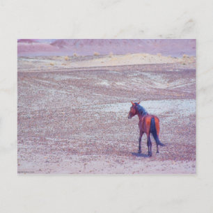 Woestijnpaarden P8640 Briefkaart