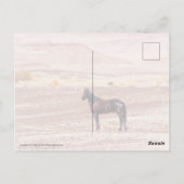Woestijnpaarden P8664 Briefkaart (Achterkant)