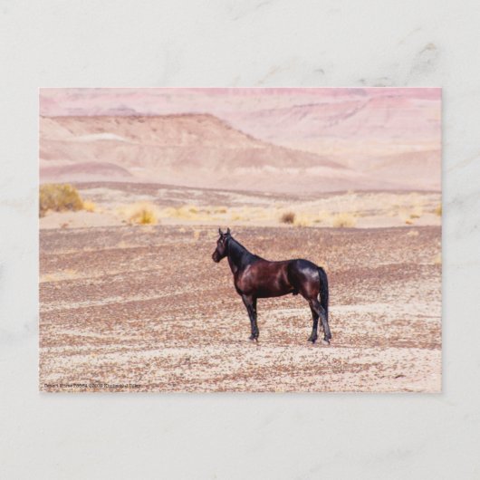Woestijnpaarden P8664 Briefkaart (Voorkant)