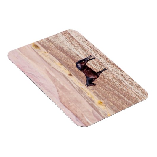 Woestijnpaarden P8664 Magneet (Rechterzijde)