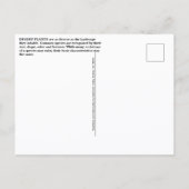 Woestijnplanten Ansichtkaart Briefkaart (Achterkant)