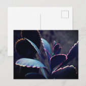 Woestijnplanten Briefkaart (Voorkant / Achterkant)