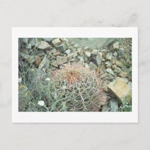 Woestijnpoëzie Cactus Arizona Foto Ansichtkaart Briefkaart