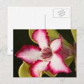 Woestijnroos (Adenium Obesum), Zuid-Afrika Briefkaart (Voorkant / Achterkant)