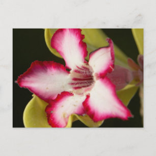 Woestijnroos (Adenium Obesum), Zuid-Afrika Briefkaart