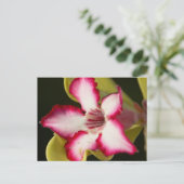 Woestijnroos (Adenium Obesum), Zuid-Afrika Briefkaart (Staand voorkant)