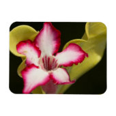 Woestijnroos (Adenium Obesum), Zuid-Afrika Magneet (Horizontaal)