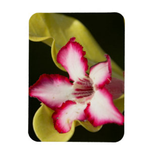 Woestijnroos (Adenium Obesum), Zuid-Afrika Magneet