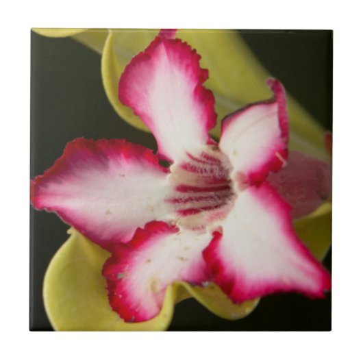 Woestijnroos (Adenium Obesum), Zuid-Afrika Tegeltje (Voorkant)
