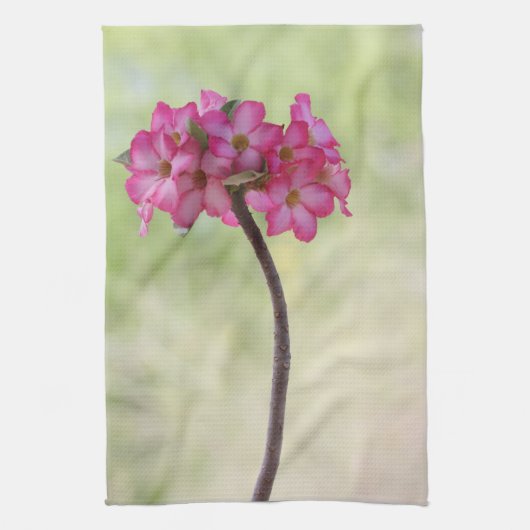 Woestijnroos in roze theedoek (Verticaal)