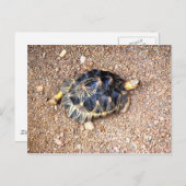 woestijnschildpad briefkaart (Voorkant / Achterkant)