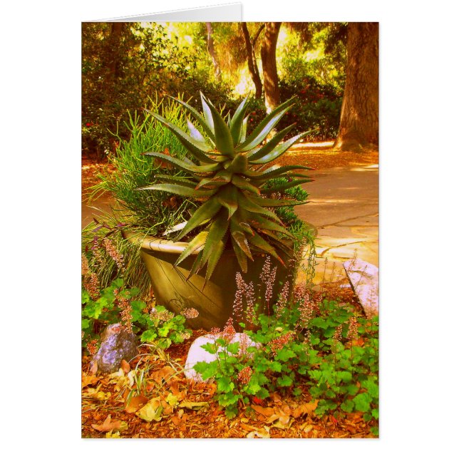 Woestijnschoonheid (Voorkant)