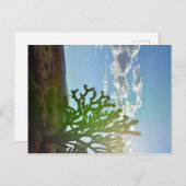 Woestijnschoonheid Briefkaart (Voorkant / Achterkant)